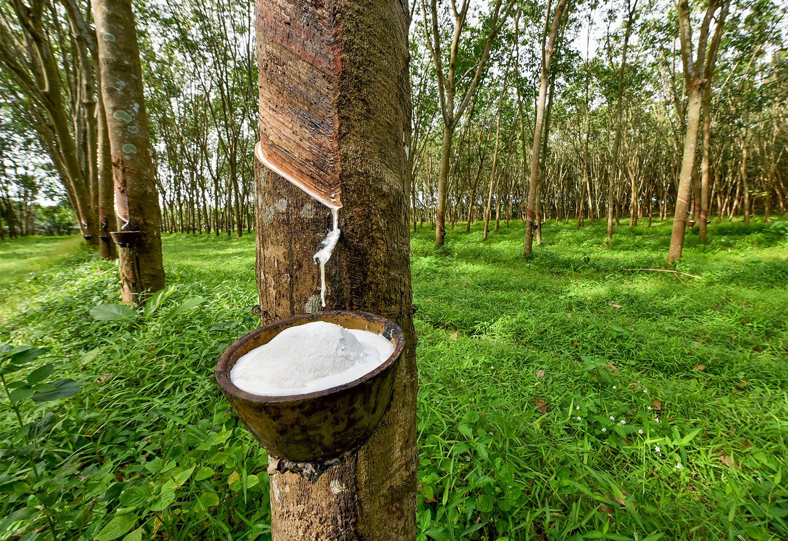 Natural rubber tapping